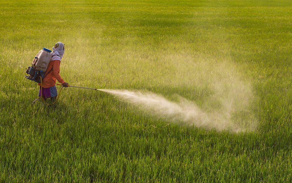 Spraying of Insecticide