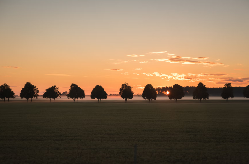 How to Manage Trees in Your Landscape? 