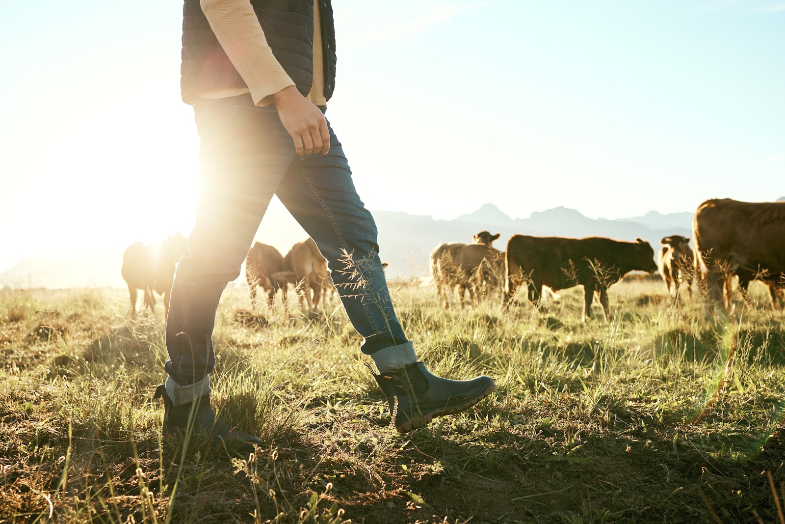 NZ Meat is world class