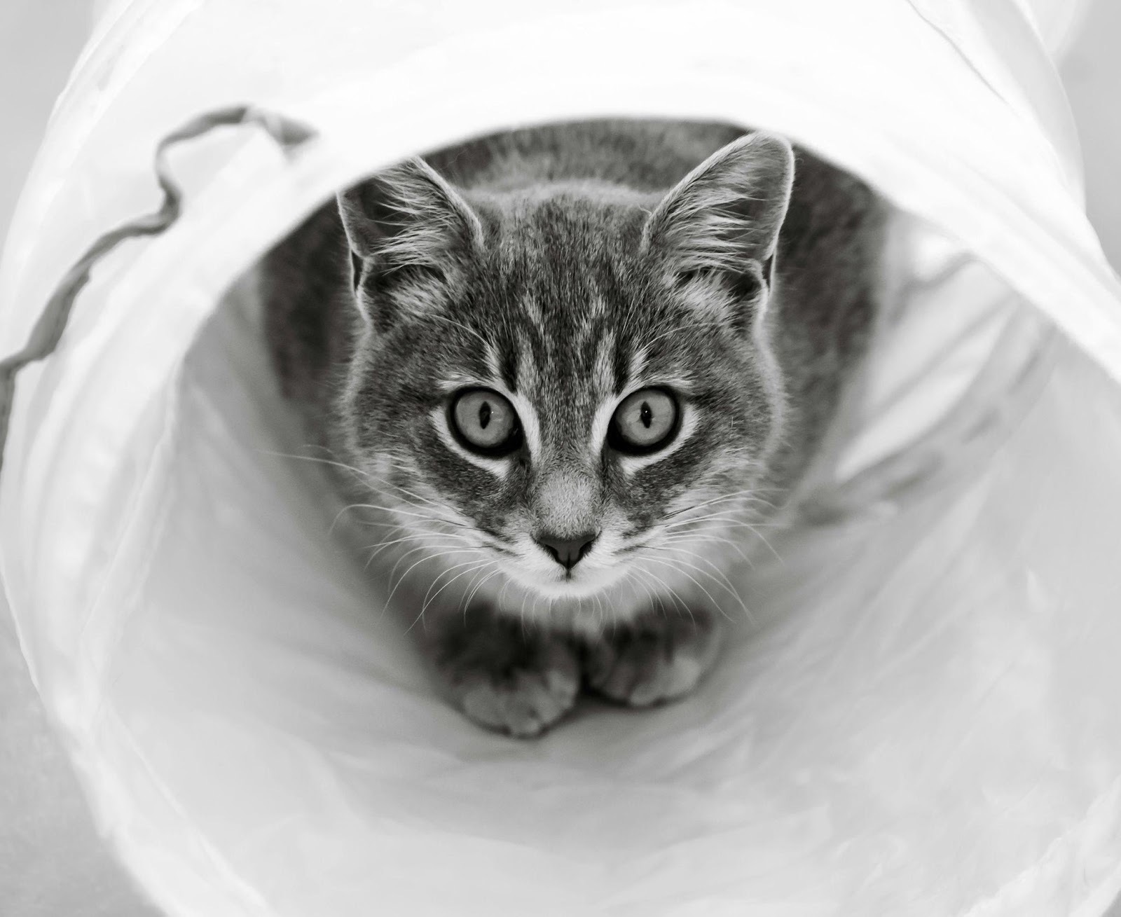 Crinkly Tunnel Adventures