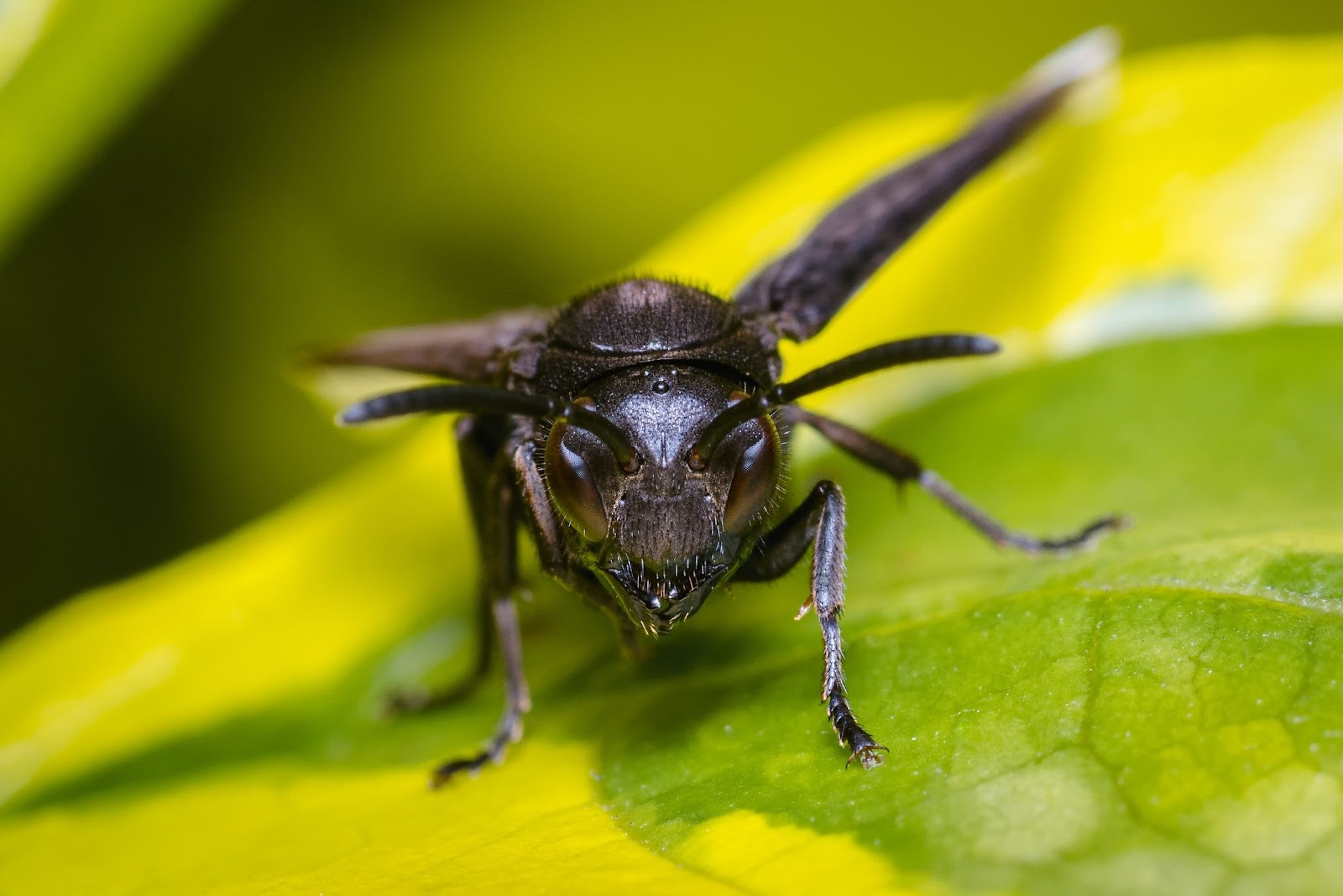 A close-up view of a black wasp resting on bright green leaves, with its sharp mandibles and reflective eyes in focus.