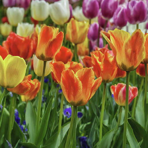 How to Grow Tulip Flowers: A Comprehensive Guide