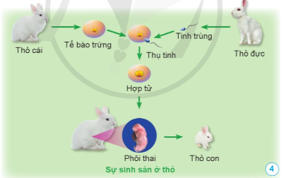 BÀI 10. SỰ SINH SẢN Ở ĐỘNG VẬT ĐẺ TRỨNG VÀ ĐỘNG VẬT ĐẺ CON