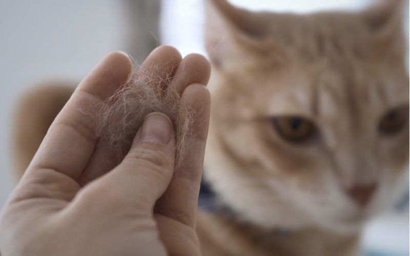 Lông mèo gây dị ứng không? Bí quyết chăm da nhạy cảm hiệu quả 5