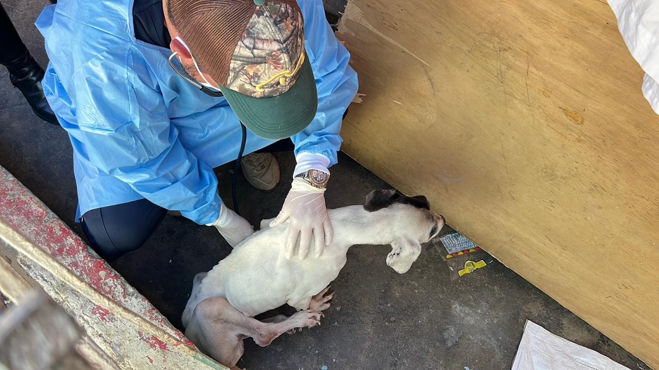 Canina en estado crítico es rescatada en el sector Café Madrid