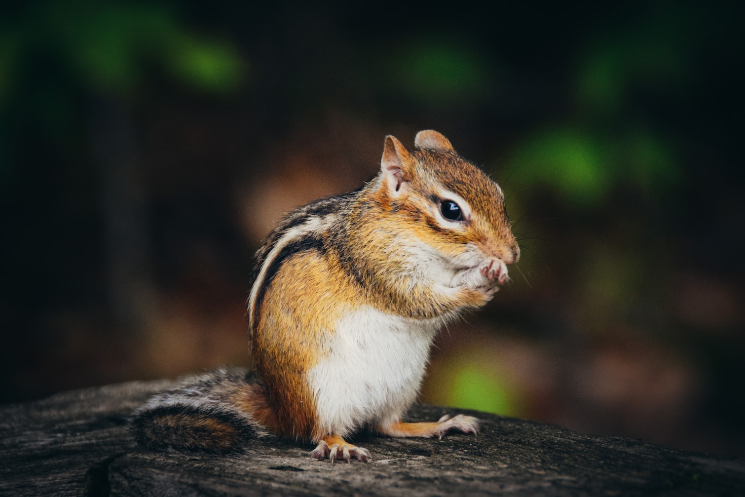 Cool Chipmunk Names
