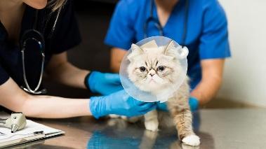 A cat wearing a cone on its head

AI-generated content may be incorrect.