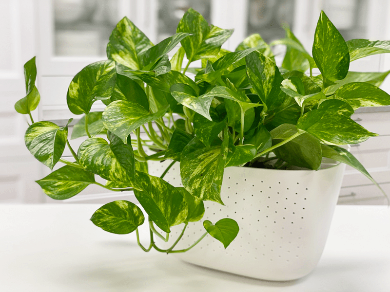 Pothos Plant Care