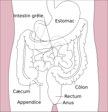 https://upload.wikimedia.org/wikipedia/commons/thumb/3/36/Stomach_colon_rectum_diagram-fr.svg/220px-Stomach_colon_rectum_diagram-fr.svg.png