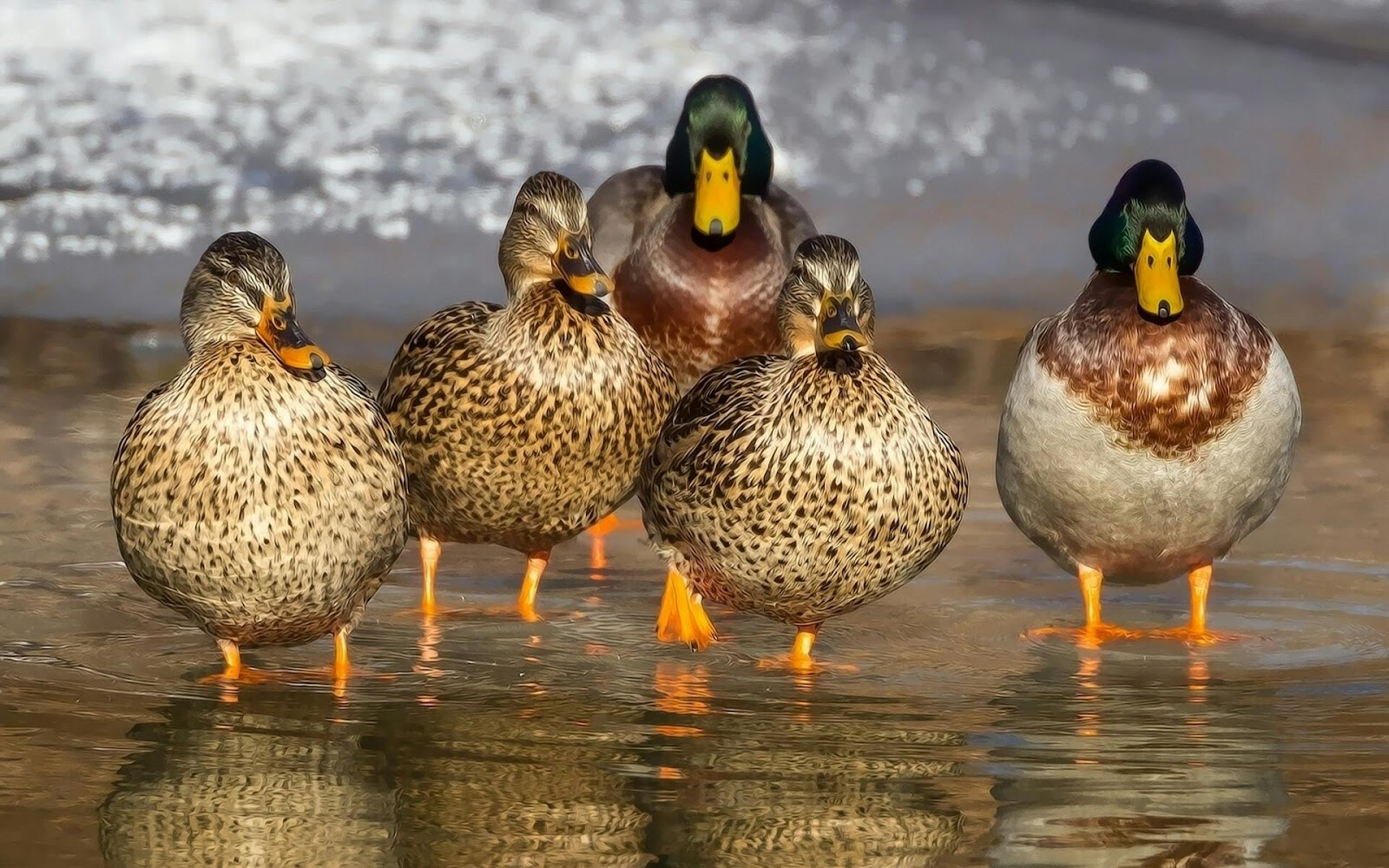 Ducks at Parc de la Ciutadella in Barcelona