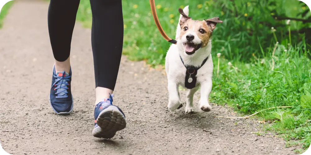 dog running on leash