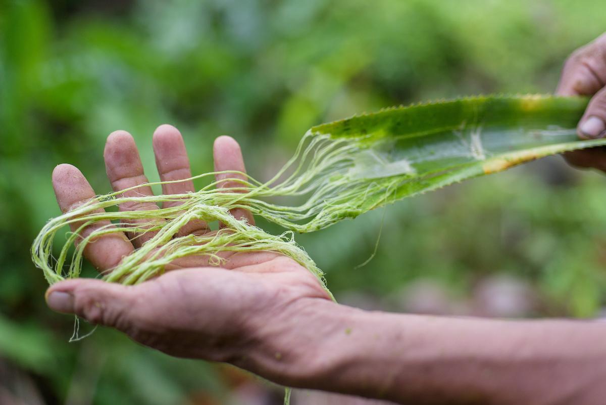 Fibre being extracted from pineapple leaves.