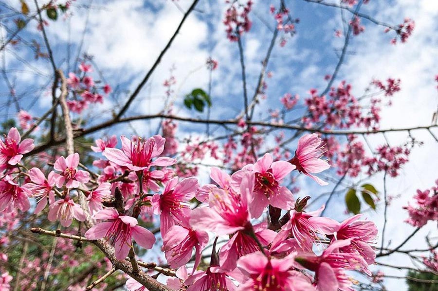 7 Endroits magnifiques pour admirer les fleurs de cerisier en Thaïlande