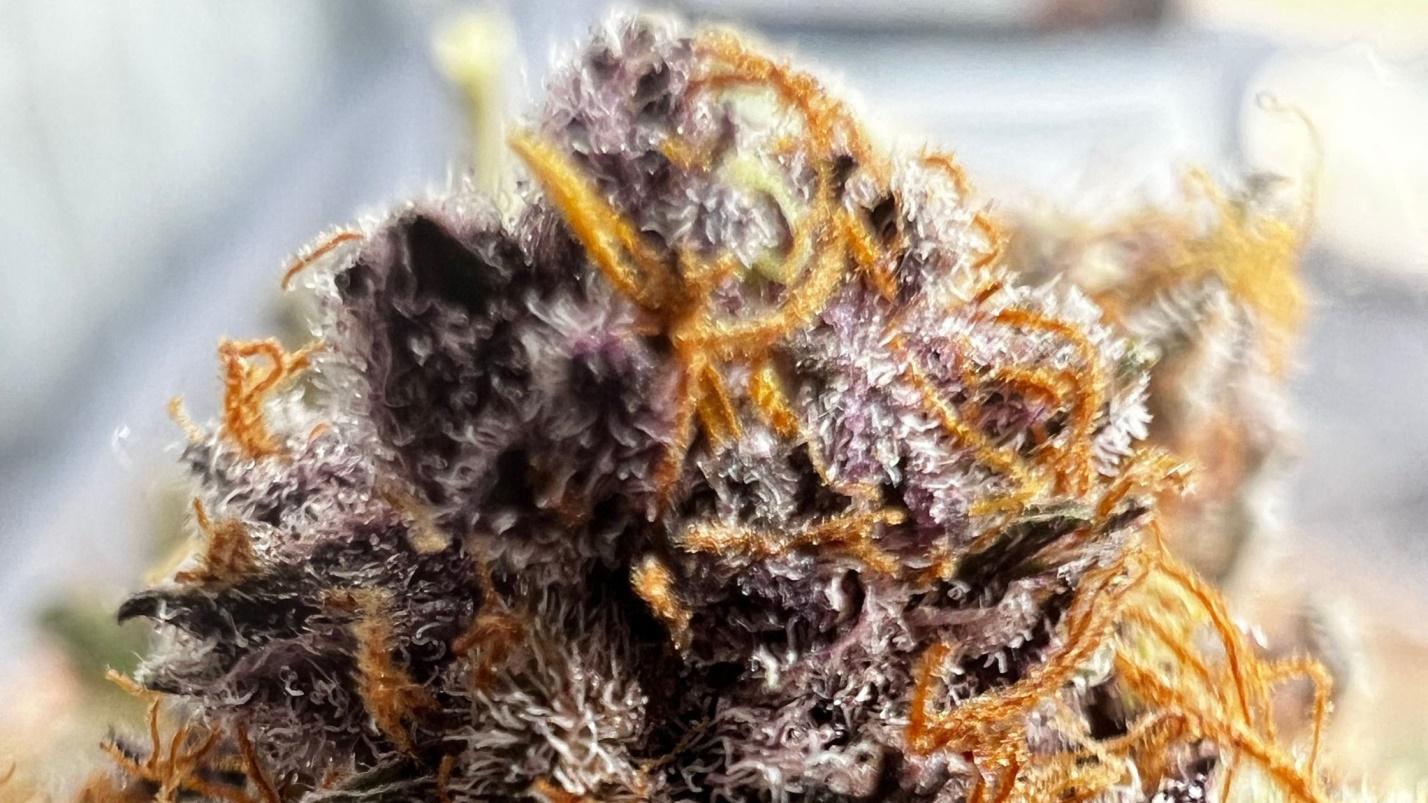 C:\Users\pc23p\OneDrive\Desktop\High Mellow Banners\Hemp Flowers and nugs\20.jpg