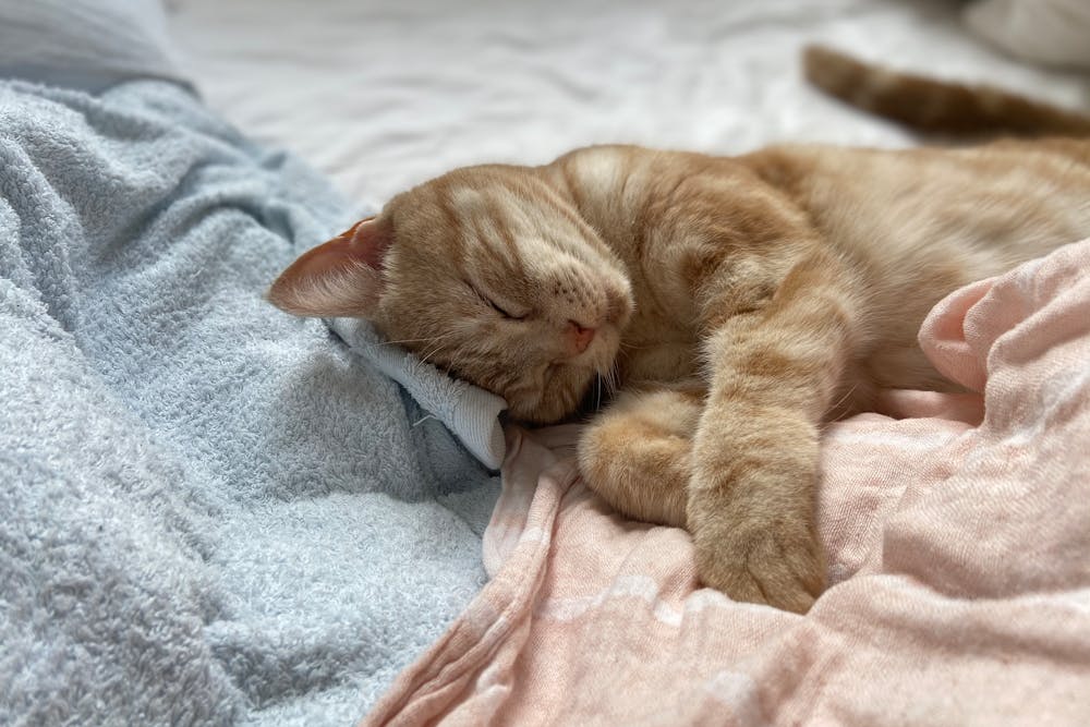 Orange Tabby Cat Lying on Pink Textile