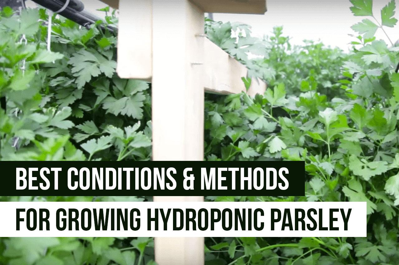 Hydroponic Parsley Cultivation