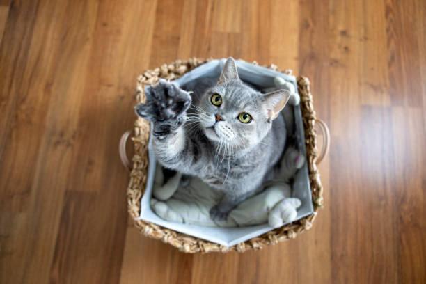 A cat sitting in a basket

Description automatically generated