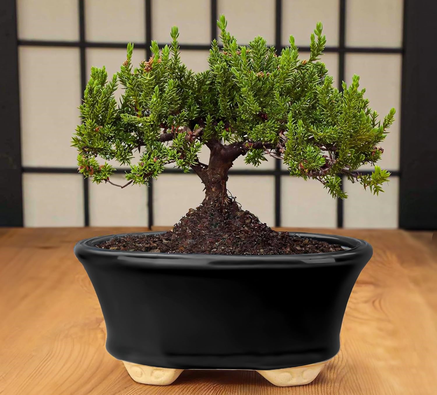 Black oval bonsai pot