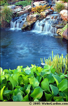 watergarden-waterfall-plants.jpg