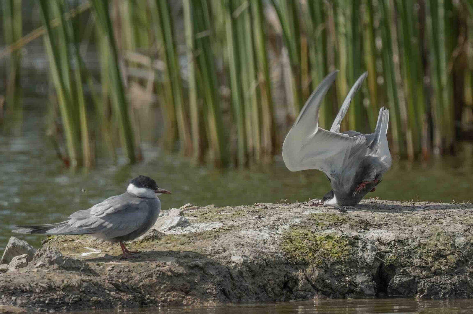 https://c02.purpledshub.com/uploads/sites/62/2024/12/Nikon-Comedy-Wildlife-Awards-Whiskered-Tern-crash-on-landing.jpg