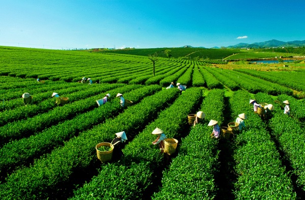 Đất nghỉ dưỡng Bảo Lộc. Đồi chè Tâm Châu Bảo Lộc