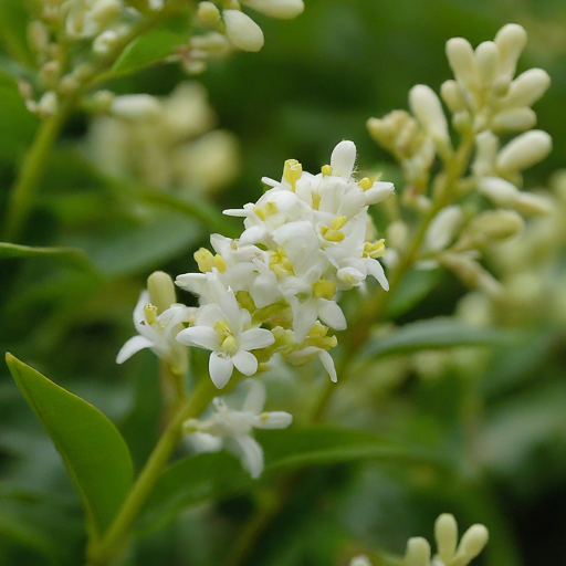 Privet Flowers in Landscaping