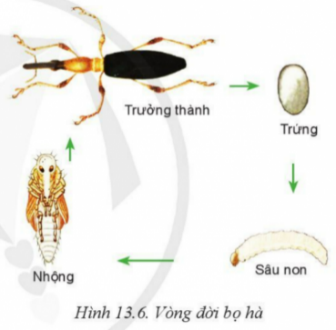 BÀI 13: SÂU HẠI CÂY TRỒNG