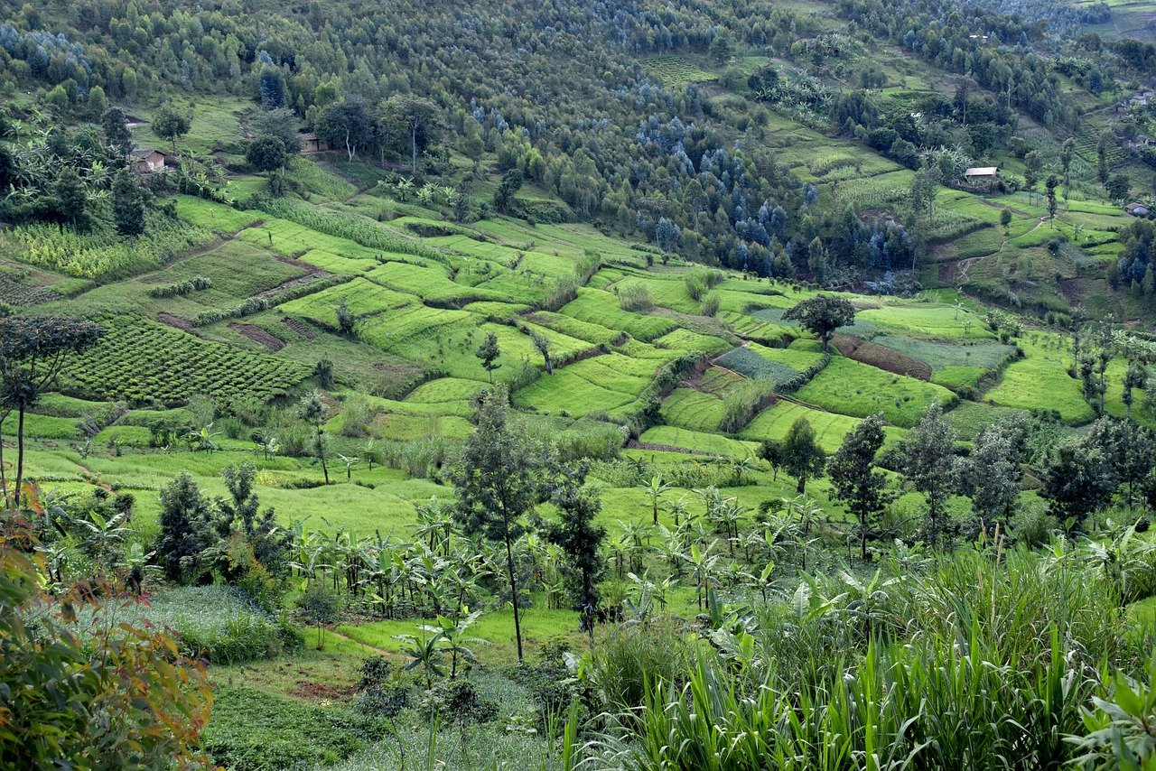 Verdant terraced fields in Burundi, showcasing the lush landscape ideal for coffee cultivation.