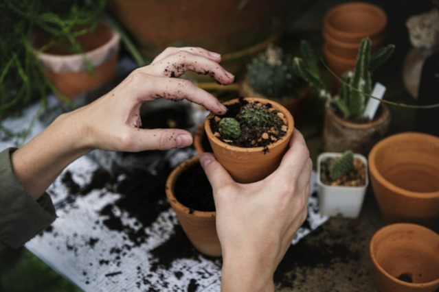 Master the Art Gardening in Iowa