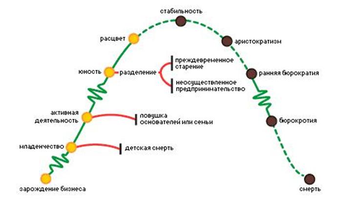 Жизненные циклы развития компании