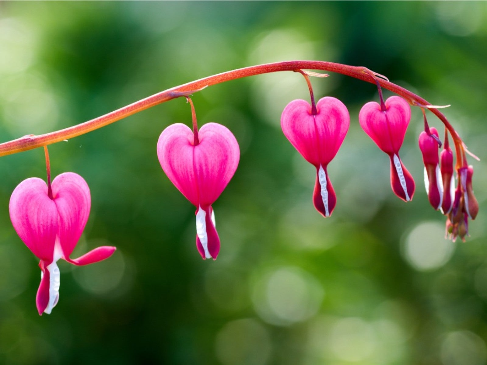 The Bleeding Heart History and Cultural Significance