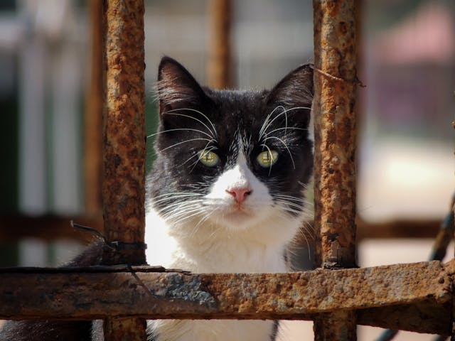 Black and White Cat behind a Rusted Fence