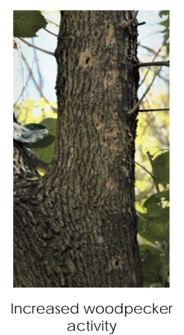 A tree with increased woodpecker activity