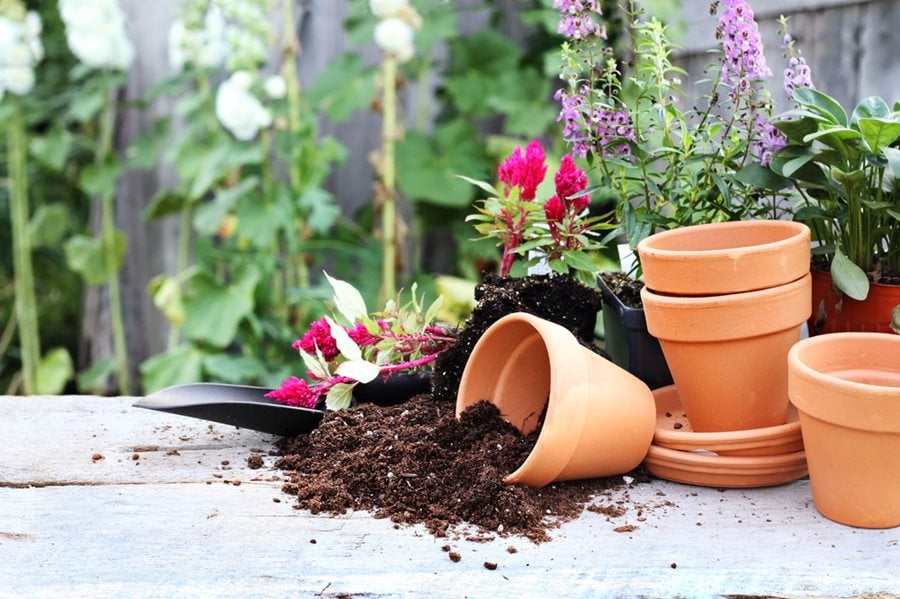 How to Care for Potted Plants