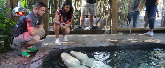 A man and woman squatting next to Wild Florida's albino alligators during an animal encounter.