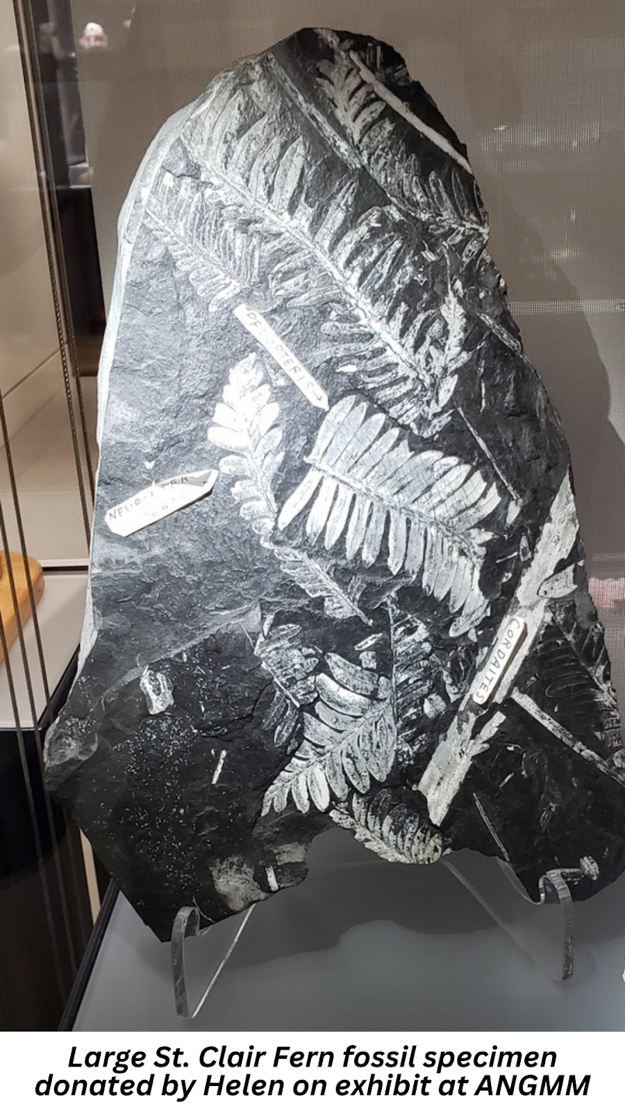 Large St. Clair Fern fossil specimen donated by Helen on exhibit at ANGMM