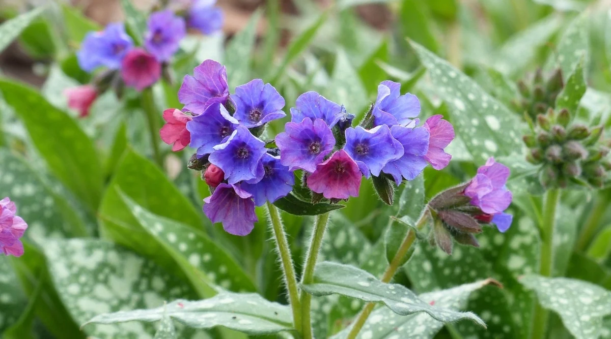 Pulmonaria Care and Maintenance