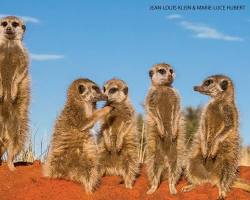 Image of Meerkat mob