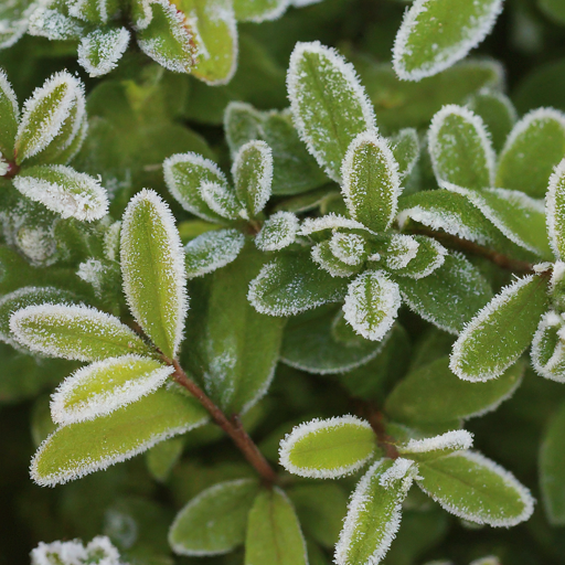 Winter Care for Privet Flowers