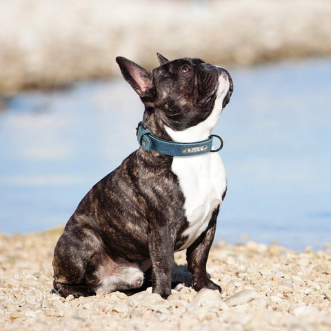 collier-chien-personnalisé-en-cuir