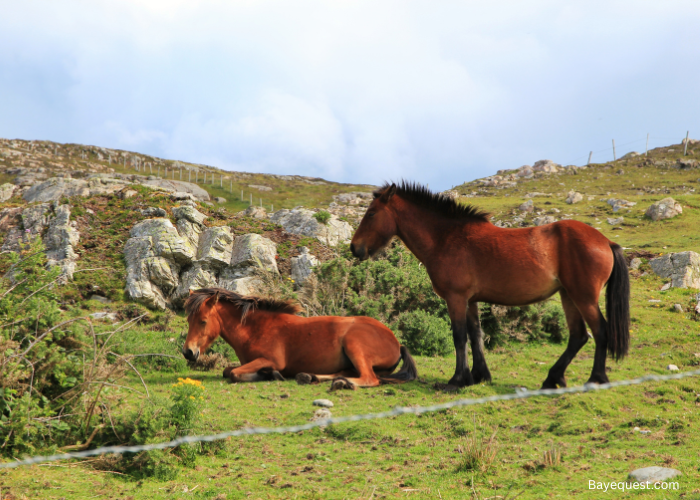 Irish Horse Names