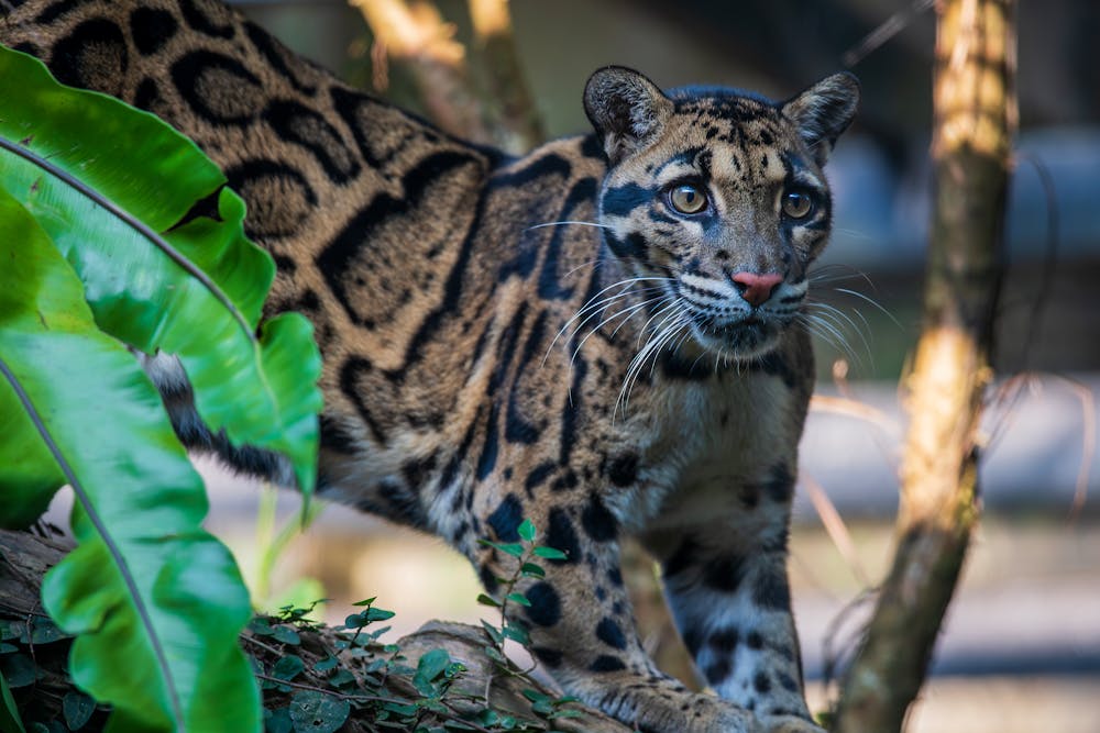 exotic cat in the Zoo Enclosure