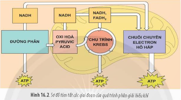 BÀI 16 - PHÂN GIẢI CÁC CHẤT VÀ GIẢI PHÓNG NĂNG LƯỢNGMỞ ĐẦUCâu 1: Khi hoạt động nặng, nhu cầu oxygen của tế bào rất cao để cung cấp đủ năng lượng cho cơ thể. Tuy nhiên, trong trường hợp thiếu oxygen thì tế bào sẽ tạo ra năng lượng bằng cách nào?Đáp án chuẩn:Khi thiếu oxygen, tế bào tạo năng lượng qua phân giải kị khí.I. KHÁI NIỆM PHÂN GIẢI CÁC CHẤT TRONG TẾ BÀOCâu 1: Cho một ví dụ về quá trình phân giả các chất trong tế bào (nêu rõ nguyên liệu tham gia và sản phẩm được hình thành)Đáp án chuẩn:- Phân giải tinh bột thành glucose: nguyên liệu là tinh bột, sản phẩm là glucose.- Phân giải nucleic acid thành nucleotide.Câu 2: Tại sao nói quá trình phân giải các chất song song với giải phóng năng lượng?Đáp án chuẩn:Phân giải các chất phá vỡ liên kết hóa học trong các chất phức tạp, giải phóng năng lượng.II. QUÁ TRÌNH PHÂN GIẢI HIẾU KHÍCâu 3: Hãy cho ví dụ chứng minh tốc độ của phân giải hiếu khí phụ thuộc vào nhu cầu năng lượng của cơ thể.Đáp án chuẩn:Tốc độ phân giải hiếu khí mạnh trong các mô và cơ quan hoạt động sinh lý cao như hạt đang nảy mầm và hoa đang nở.Câu 4: Quan sát Hình 16.2, hãy cho biết quá trình phân giải hiếu khí gồm những giai đoạn nào. Mối quan hệ giữa các giai đoạn đó là gì?Đáp án chuẩn:Quá trình phân giải hiếu khí gồm ba giai đoạn: đường phân, chu trình Krebs, và chuỗi chuyển electron.- Đường phân: Diễn ra ở tế bào chất. 1 glucose → 2 pyruvic acid + 2 ATP + 2 NADH.- Chu trình Krebs: Pyruvic acid từ tế bào chất vào ti thể, chuyển hóa và bị oxy hóa hoàn toàn.- Chuỗi chuyển electron: Hydrogen từ pyruvic acid trong chu trình Krebs chuyển đến chuỗi chuyển electron, kết hợp với oxy tạo nước và giải phóng ATP.Pyruvic acid → CO2 + ATP + NADH + FADH2.Câu 5: Tại sao quá trình đường phân tạo được 4 phân tử ATP nhưng hiệu quả thực sự chỉ có 2 phân tử ATP.Đáp án chuẩn:Tuy tạo ra được 4 ATP nhưng quá trình đường phân sử dụng mất 2 ATPCâu 6: Sau khi kết thúc giai đoạn oxi hóa pyruvic acid và chu trình Krebs, đã có những sản phẩm nào được tạo thành?Đáp án chuẩn:Acid piruvic → 2CO2 + ATP +3 NaDH + FADH2Câu 7: Trong quá trình phân giải hiếu khí, oxygen có vai trò gì?Đáp án chuẩn:Trong phân giải hiếu khí, oxy trong ti thể giúp tạo ATP bằng cách oxy hóa hoàn toàn axit pyruvic và là chất nhận điện tử cuối cùng trong chuỗi truyền electron.III. QUÁ TRÌNH PHÂN GIẢI KỊ KHÍCâu 8: Trong trường hợp nào tế bào chuyển sang hình thức phân giải kị khí?Đáp án chuẩn:Trong trường hợp thiếu oxygen, tế bào chuyển sang phân giải kị khí.Câu 9: Tại sao quá trình phân giải kị khí không có sự tham gia của ti thể?Đáp án chuẩn:Ti thể chỉ hoạt động khi có oxy, vì nó thực hiện oxy hóa pyruvic acid, chu trình Krebs và chuỗi chuyền electron. Trong phân giải kị khí, không có oxy nên ti thể không tham gia.Câu 10: Tại sao quá trình phân giải kị khí tạo ra rất ít ATP nhưng vẫn được các sinh vật sử dụng?Đáp án chuẩn:Phân giải kị khí tạo ra ít ATP nhưng vẫn quan trọng vì giúp sinh vật thích nghi và phát triển trong các môi trường sống khác nhau.IV. MỐI QUAN HỆ GIỮA TỔNG HỢP VÀ PHÂN GIẢI CÁC CHẤT TRONG TẾ BÀOCâu 11: Cho ví dụ để chứng minh mối quan hệ giữa quá trình tổng hợp và quá trình phân giải các chất trong tế bào.Đáp án chuẩn:Tổng hợp và phân giải các chất liên quan chặt chẽ để duy trì sự sống. Tổng hợp cung cấp nguyên liệu cho phân giải, trong khi phân giải cung cấp năng lượng và nguyên liệu cho tổng hợp.Vận dụng: Cyanide là một hợp chất có một nguyên tử carbon liên kết với một nguyên tử nitrogen bằng liên kết ba (C ≡ N). Đây là hợp chất được sử dụng làm thuốc độc từ xa xưa. Nếu hít phải một lượng khí có chứa 0,2% cyanide có thể tử vong ngay lập tức. Hãy tìm hiểu và cho biết tại sao cyanide có thể gây tử vong.Đáp án chuẩn:Cyanide khi vào cơ thể di chuyển nhanh đến các cơ quan và ngăn cản các tế bào sử dụng oxygen để thực hiện hô hấp tế bào. Tim và não là hai cơ quan bị tổn thương nặng nhất vì chúng tiêu tốn nhiều oxygen nhất. Hít phải khí có chứa cyanide có thể gây tử vong ngay lập tức.BÀI TẬP