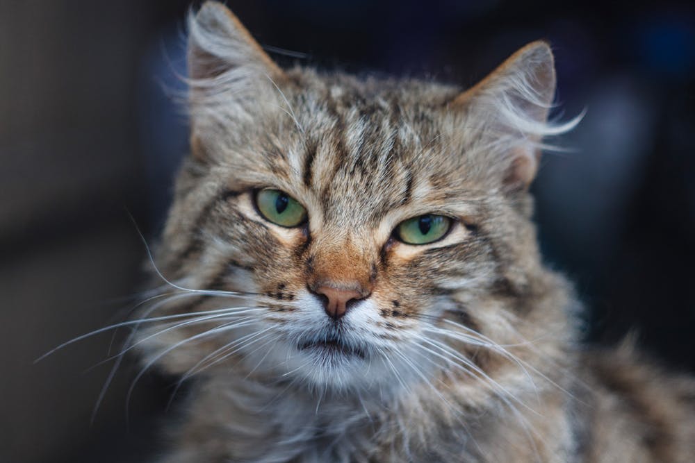 Close-Up Portrait of a Fluffy Tabby Cat with Green Eyes