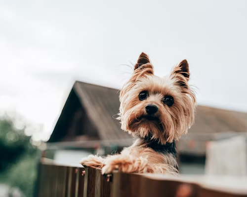 Yorkshire Terrier