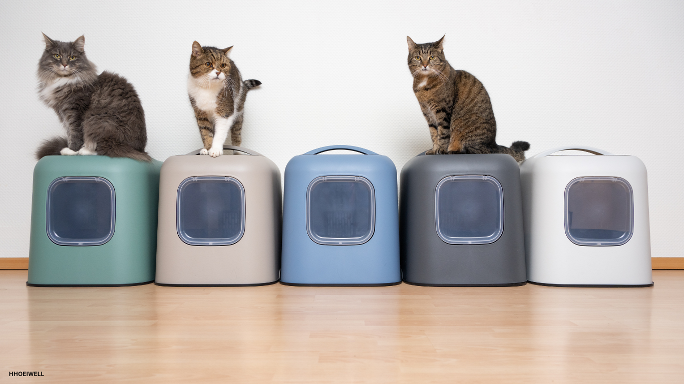 Multi-cat household setup with five different-sized litter boxes arranged in a row, with three cats using three random boxes.