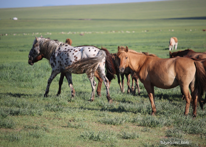 Mongolian Horse Breeds