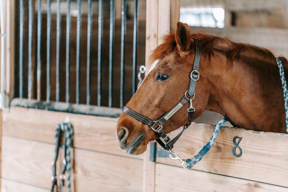 Free Close-up of a chestnut horse looking out from a stable, showcasing its gentle demeanor. Stock Photo