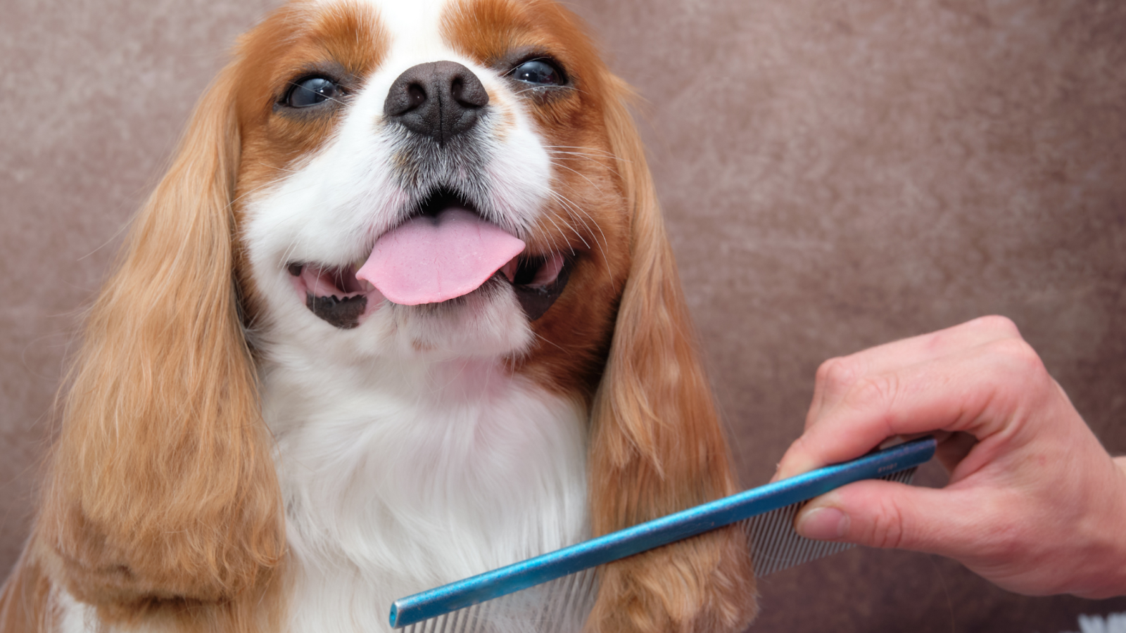 combing a dog