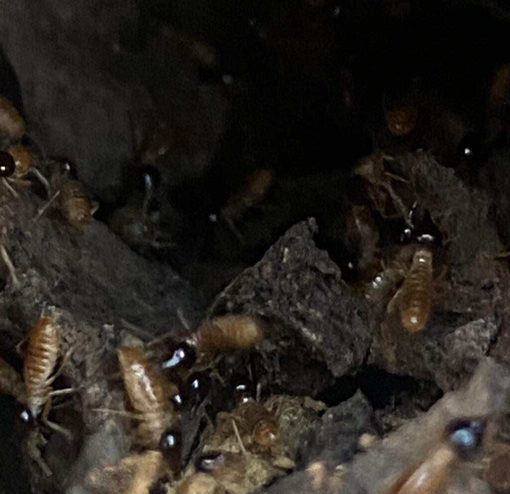 a close-up of a termite infestation in a dark, damp environment. Termites are swarming over their nest, with some standing upright and others crawling. The termites' bodies are light brown with darker heads, and they have six legs. The background is dark, with only the nest and termites visible.